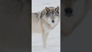 Серый и Полярный Волк: Кто Сильней?