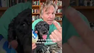 Dog has eaten a sock: do this at home!
