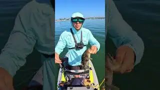 Spotted Bay Bass ATE My Secret Swimbait  TAIL! #fishingvideo #saltwaterfish #justfishing