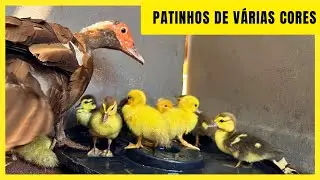 MUITOS PATINHOS  / AVES ORNAMENTAIS  @sitio_do_rb