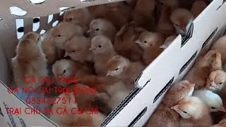 Trại g&agrave; ta thả vườn, trại g&agrave; giống g&agrave; con T&acirc;y Ninh, B&igrave;nh Dương, Long An, Tphcm, B&igrave;nh Phước, Đồng Nai