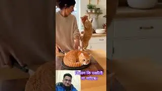 The Cat afraid || #cute #haaha #funny #comedy #monkeycomedy #duet #love #funnycute #funnyface