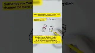 Asthma Diagram Explained in 60 Seconds short | Handwritten Biology Notes