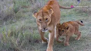 THE WEIRDEST Animal Parenting Behaviors Revealed! #animalparenting #wildlifecare