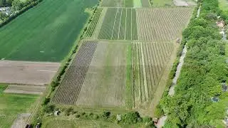 Erdbeerfeld in Gatow