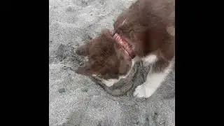 Kylo&rsquo;s first trip to beach #puppy #cutedog #husky