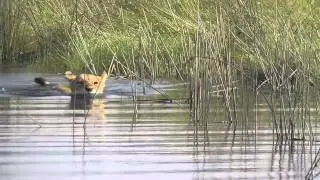 Lion Swims in Deep Water--Duba Plains