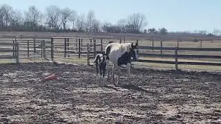 SOLD Cowgirls Fancy Me 2023 Gelding