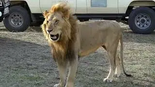 Roaming with Majestic Big Lions in Maasai Mara and the Serengeti. A Wildlife Adventure of a Lifetime