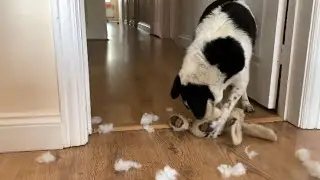 Dog destroying toys