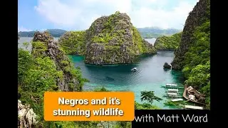 Negros and it's Stunning Wildlife!