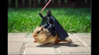 Chipmunk Bucket Trap