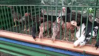 Ang Philippine Native Chicken
