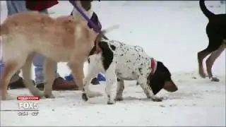 Pet 