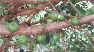 Jabuticabeira muito carregado  aqui no sitio 