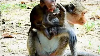 Break my heart, Poor Baby Anda  Bad Mother Angel Wean Milk , Baby Is Too small Cry Loudly.