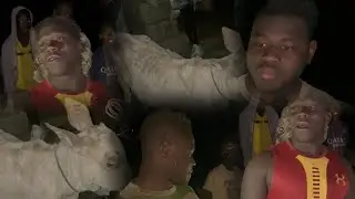 problème : départage des bœufs à Lerane coly 