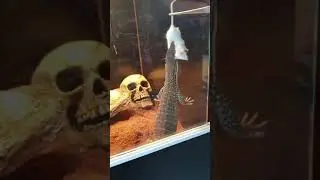 varanus gouldii flav feeding
