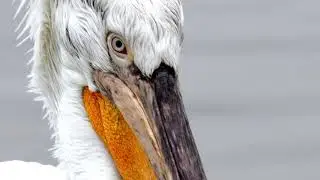 Photography Workshop! The Kingdom of the Pelicans! Kerkini Lake, Greece!
