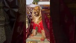 Funny dog | dog expression | dog fashion | fun dog video | hiramandi | alamzeb #bollywood #doglover