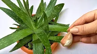 Nur 1 Knoblauchzehe! Und Aloe w&auml;chst f&uuml;nfmal schneller
