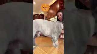 Donut Frenchie Follows Mom&rsquo;s Command.