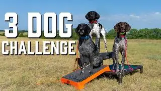 Can Your Dog Do This Advanced Training Drill?