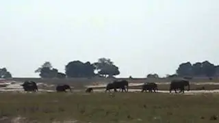 Ihaha - Chobe  Reserve