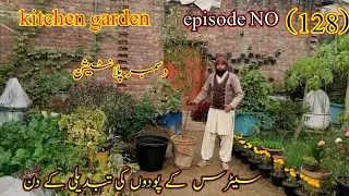 Kitchen garden episode No. (128)! December plantation! Citrus plant replacement days