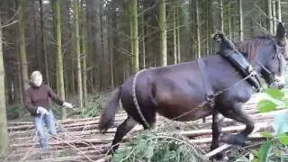 débardage_mules_Barchon.avi