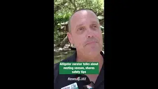 Things to watch out for during alligator nesting season