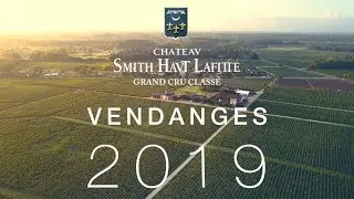 Vendanges 2019 au château Smith Haut Lafitte - Reportage