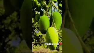 mango session