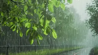 Bruit de Pluie pour Dormir en 3 Minutes - Meilleur Bruit de Pluie dans la Forêt Brumeuse - ASMR