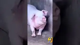 #yan napapala sayo #baboy kana#saisfying #funny #shortvideo #capcut