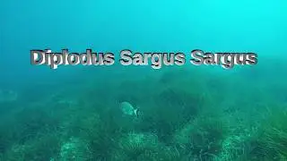 Diplodus Sargus Sargus