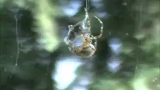Spider catching fly