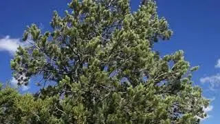 TBD ACR 8113, Concho, AZ 85924