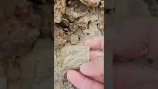 Is this a fossil? we find a lot of this mixed in with devonian fossils. #fossil #fossilhunter