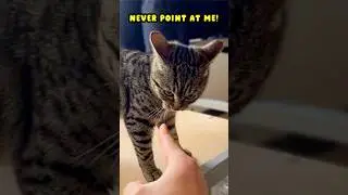 Why Do Cats Get Mad When You Point at Them??
