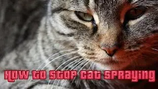 How To Stop Cat Spraying -Cat Spray No More review