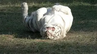 Big Cats And Cold Weather