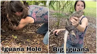 Cute girl Pulls Massive Iguanas out of Holes! Iguana Catching in Florida!