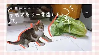【 我領養了一隻貓 (下) 】流浪貓能順利變家貓嗎？結紮狀態的如何？