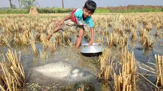 Real Hand Fishing Video 2022.Amazing Boy Catch Fish in Paddy Field.
