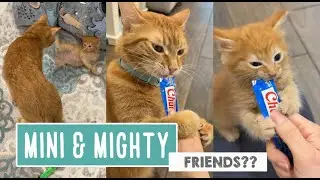 Mini & Mighty &mdash; Can They Be Friends?