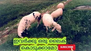 #shorts|sheep on the field|Jobi's Vlogs