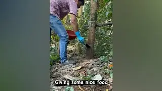 Big Tree | Canopy | Compost Feeding | Urban Gardening | Kunal Jadhav