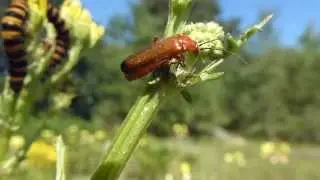 Red Soldier Beetle  - Cinnabar larave - Kard&iacute;n&aacute;labjalla - Bj&ouml;llur - T&iacute;grisbursti  - Skord&yacute;r