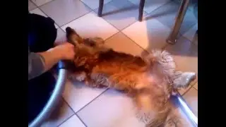 Vacuum cleaning Dog/ Kutyaporsz&iacute;v&oacute;